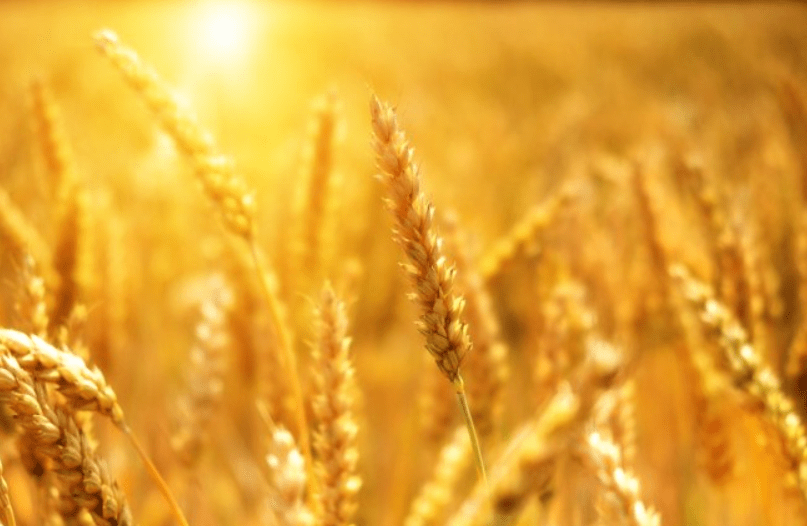 wheat ukraine 